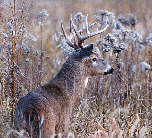 MO Department of Conservation reports record deer harvest for 202324