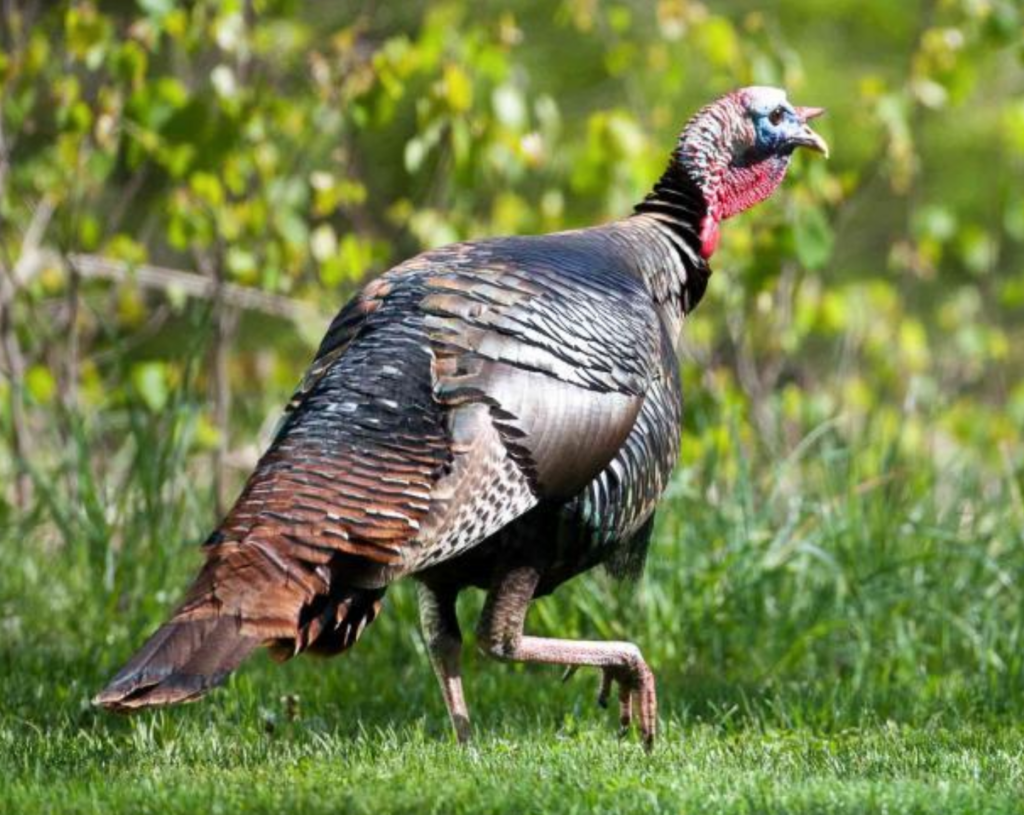 MO turkey hunters harvest more than 2,000 turkeys during firearms