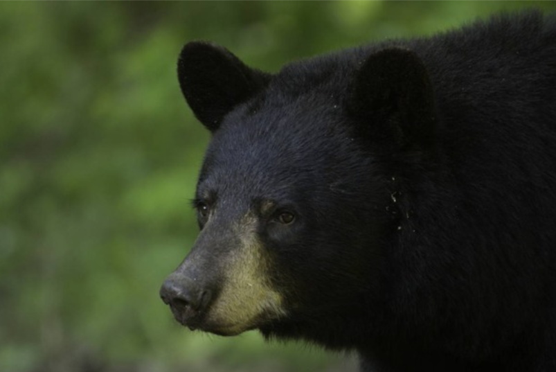 MDC launches new virtual program educating people on bears - KBSI Fox ...