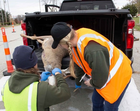 MDC staff collect lymph nodes from the neck of a hunter-harvested deer in Clay County on Saturday to have the tissue samples tested for chronic wasting disease (CWD). MDC collected more than 20,600 tissue samples during opening weekend for CWD testing. (Source: MDC)