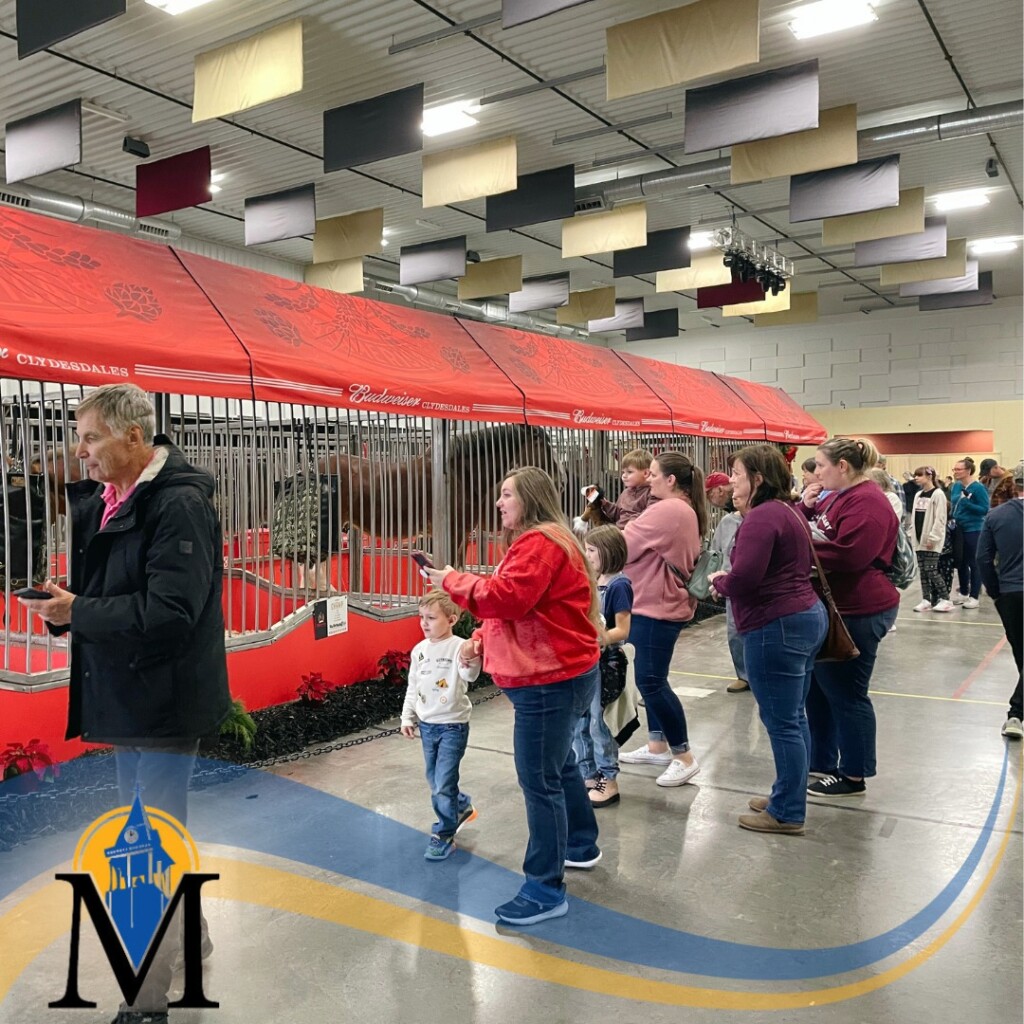 Marion Budweiser Clydesdales