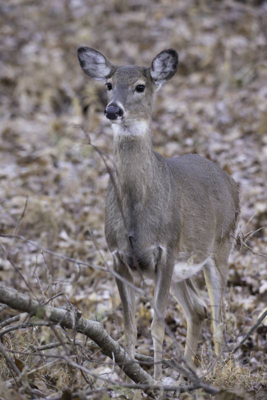 MO hunters harvested nearly 19,000 deer during late antlerless portion