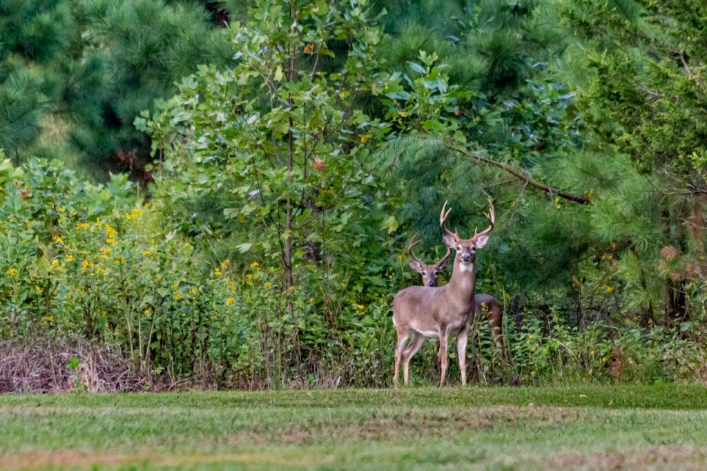 deer (Source: Pexels/Luann Hunt)