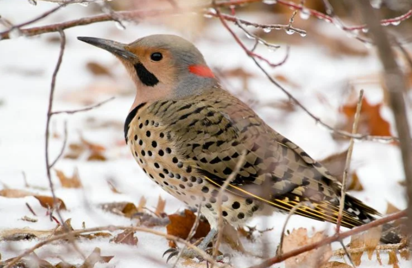 MDC needs experienced birders to help with the National Audubon Society’s 124th Christmas Bird Count between Dec. 14 and Jan. 5. Go out over a 24-hour period on one calendar day to count birds, such as this northern flicker. (Source: MDC)
