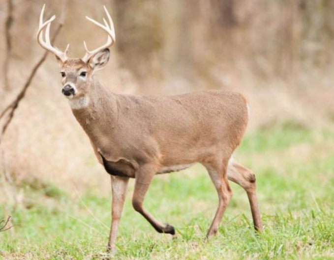 deer (Source: MDC)