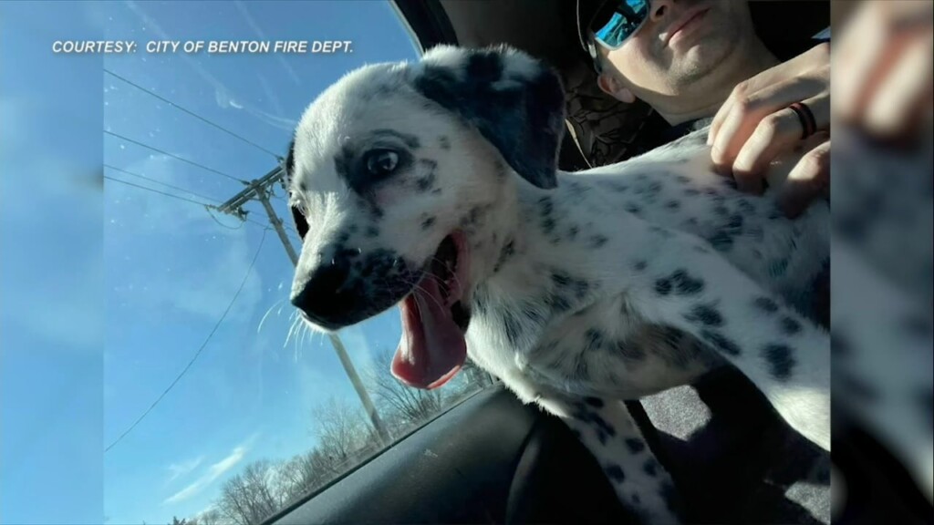 Benton, Il Firefighters Celebrate 1 Year With Station Dog Knox
