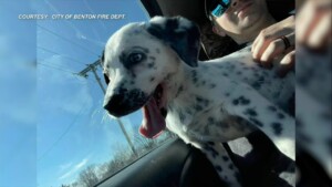 Benton, Il Firefighters Celebrate 1 Year With Station Dog Knox