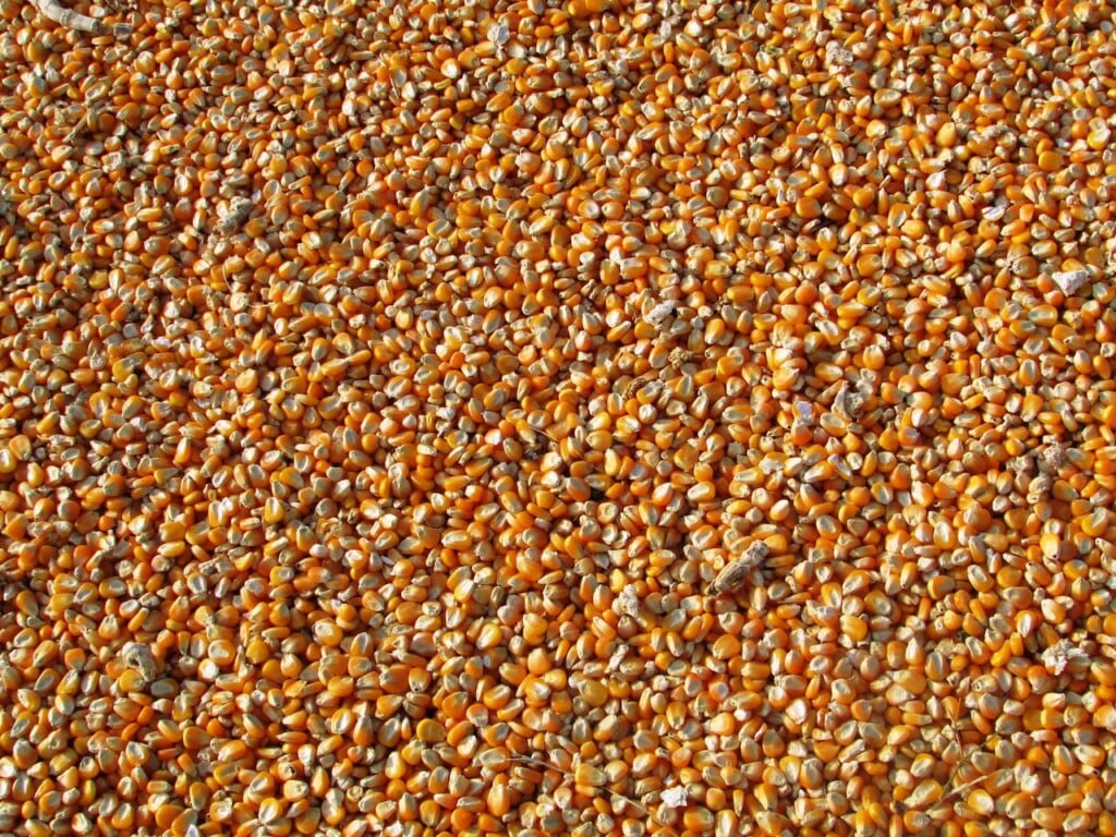 corn (Source: Pexels/Pixabay)