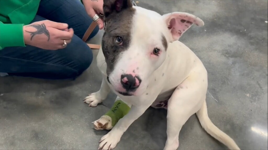 Dog Brought To Southeast Pets With Broken Leg