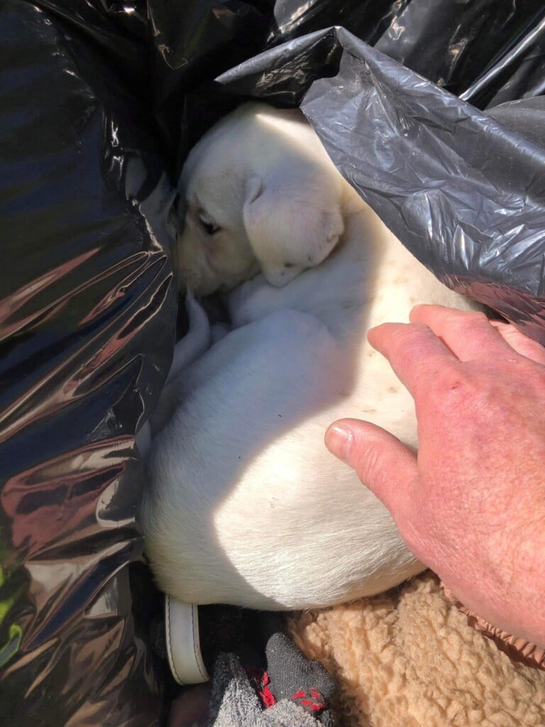 This puppy was found in some trash. (Source: Missouri Department of Conservation/Facebook)