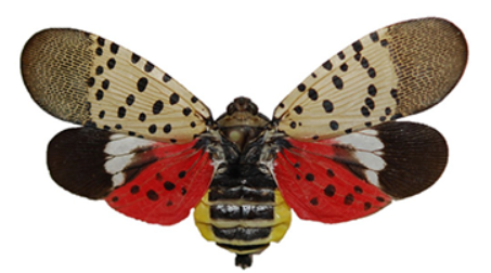 (Source: U.S. Department of Agriculture) Spotted Lanternfly