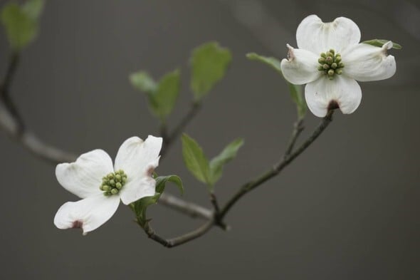 Missouri’s state tree, the flowering dogwood (pictured), is a great alternative to the Callery pear and produces similar white blooms. (Source: MDC)
