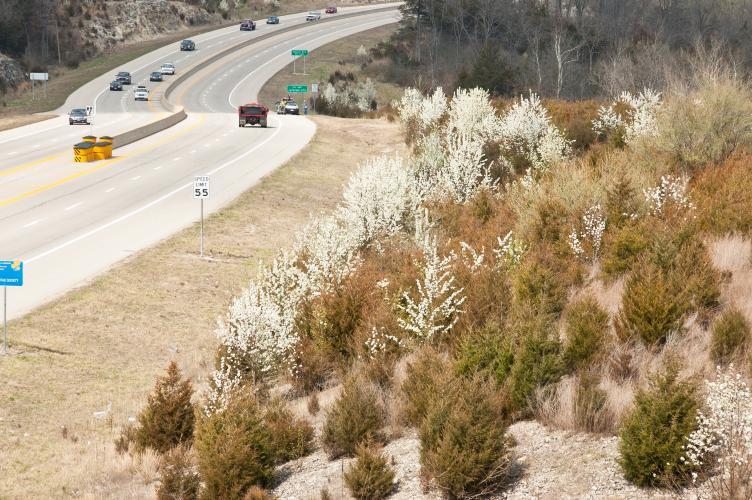 Callery pears are easily spotted in spring in open natural areas and along roadsides, such as this one Jefferson City. This invasive tree spreads quickly and crowds out native plants and trees. MDC encourages the public to go native when looking for a new tree to plant this season (Source: MDC)