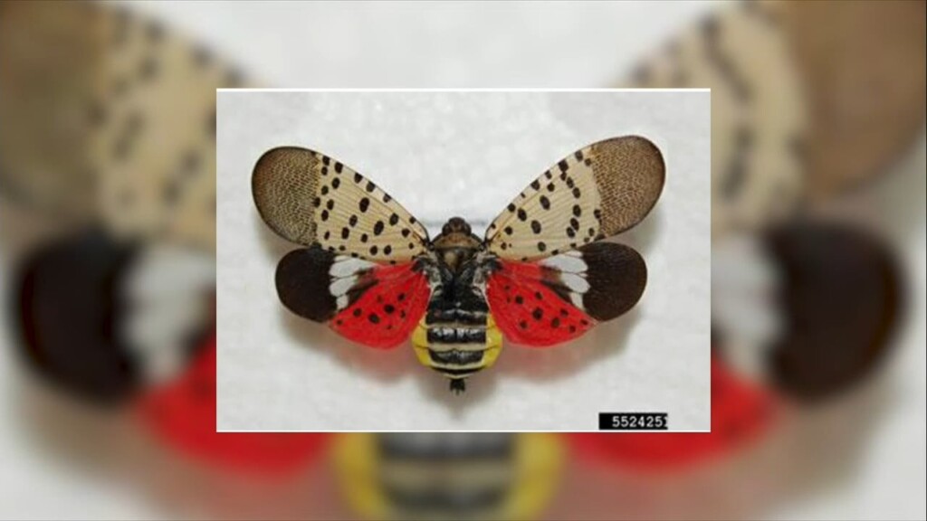 Spotted Lantern Fly