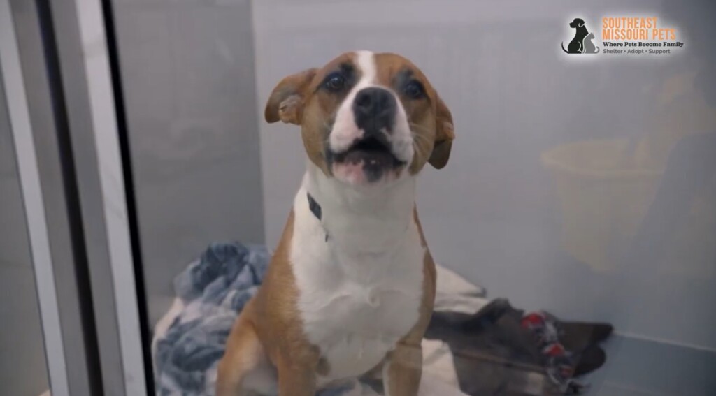 Southeast Missouri Pets