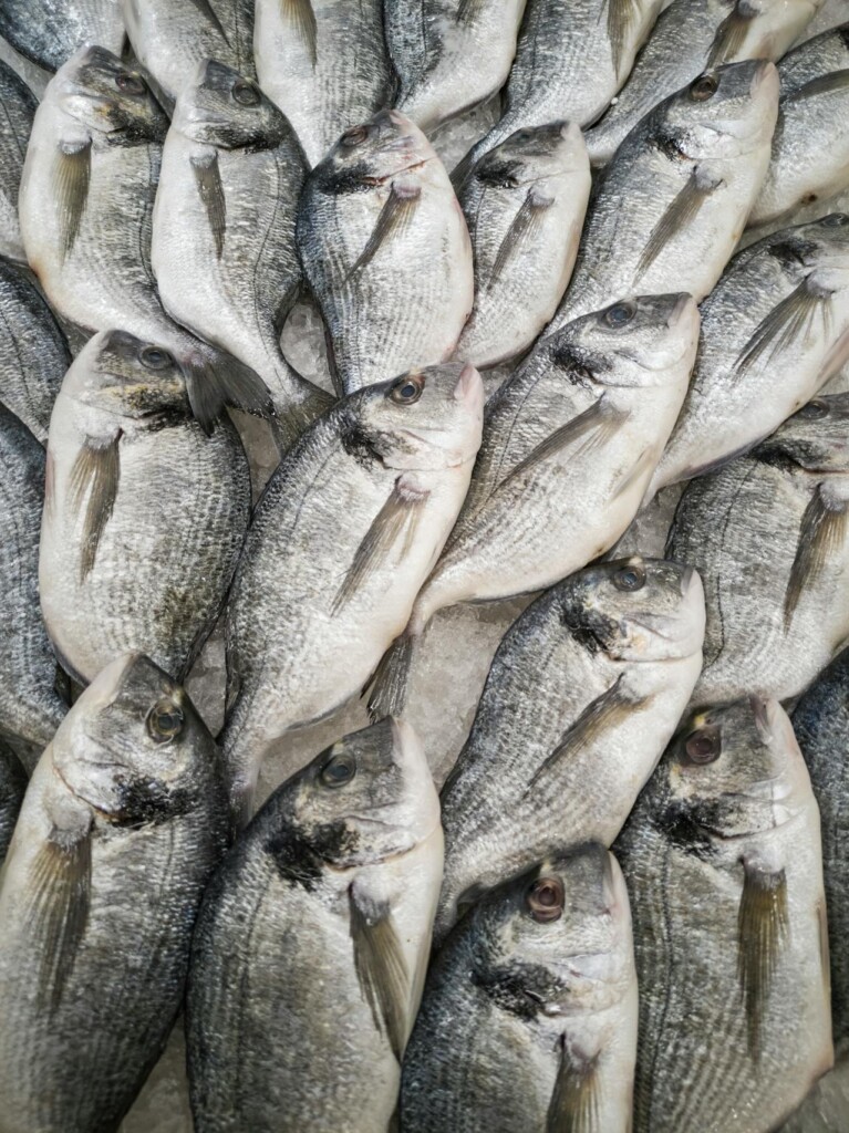 fish (Source: Pexels/Engin Akyurt)