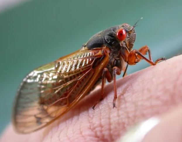 cicada (Source: MDC)
