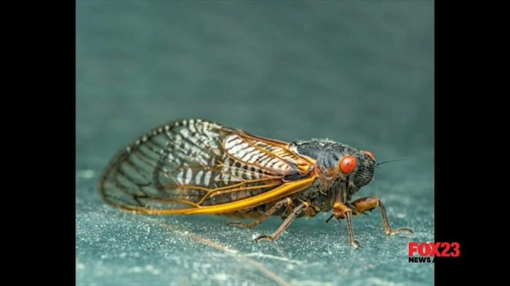 Cicadas 4/10