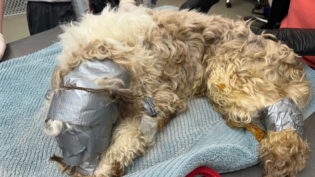 Missing Dog Found Wrapped In Duct Tape Inside Omaha Dumpster
