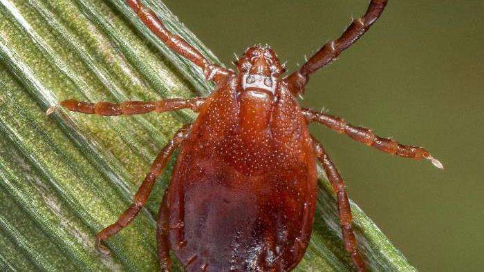 (Source: U.S. DEPARTMENT OF AGRICULTURE) Asian Longhorned Tick