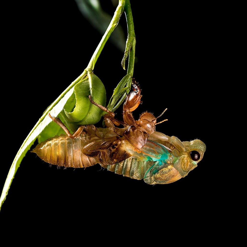 close up photo of a molting insect (Source: Pexels/Ben Lee)