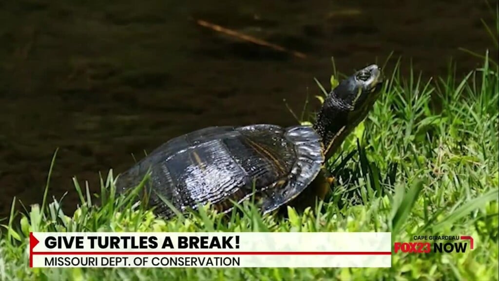 Give Turtles A 'brake'