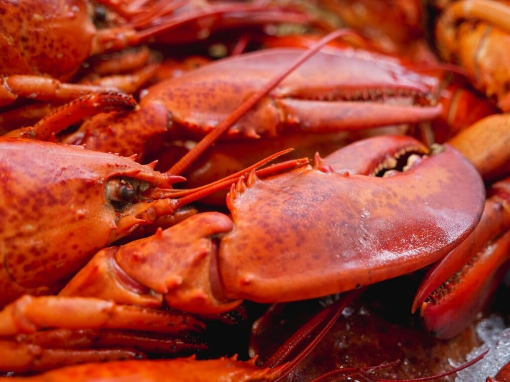 lobster (Source: Pexels/Kindel Media)
