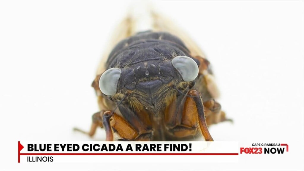 Blue Eyed Cicada A Rare Find