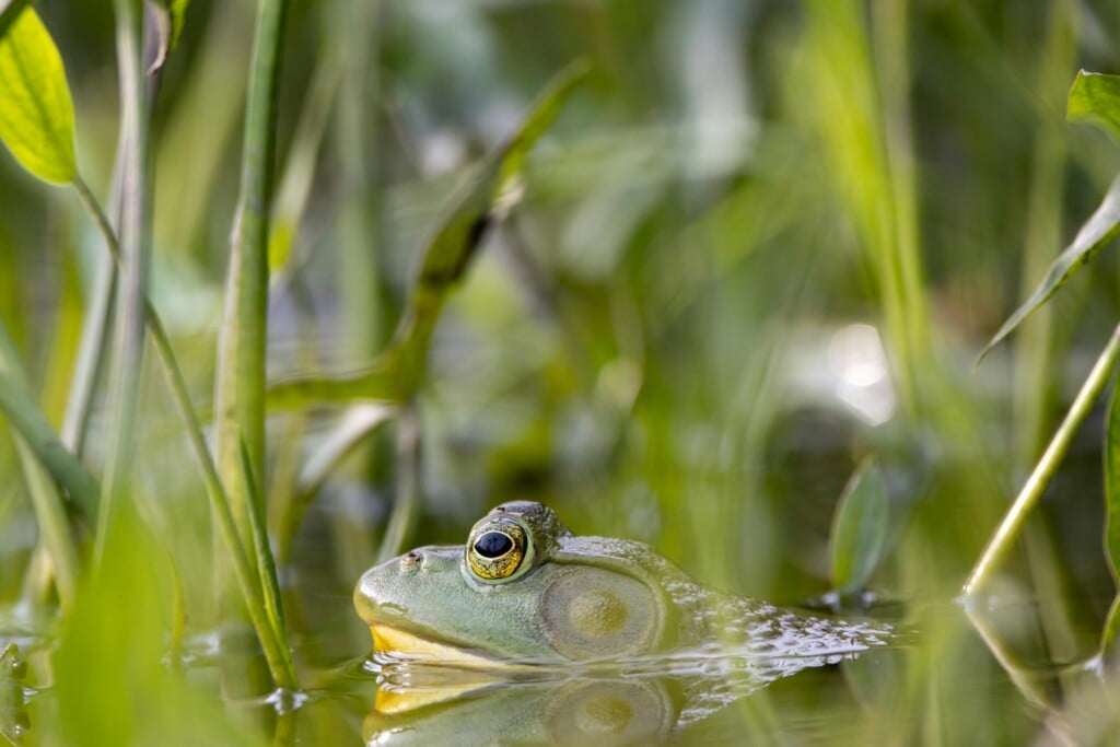 bull frog (Source: Pexels/Gael Dupont-langevin)