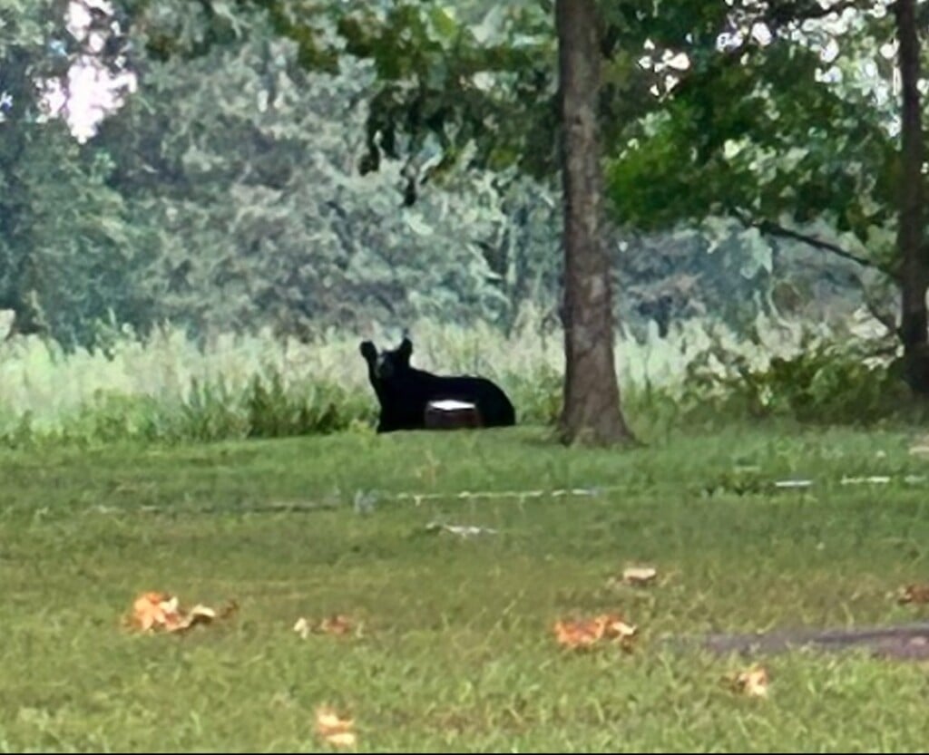 A black bear was spotted in eastern Williamson County on July 18. (Source: Williamson County Sheriff's Office)