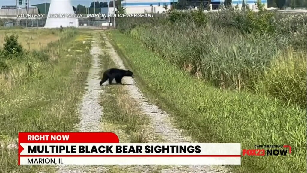 Multiple Black Bear Sightings In Marion, Il