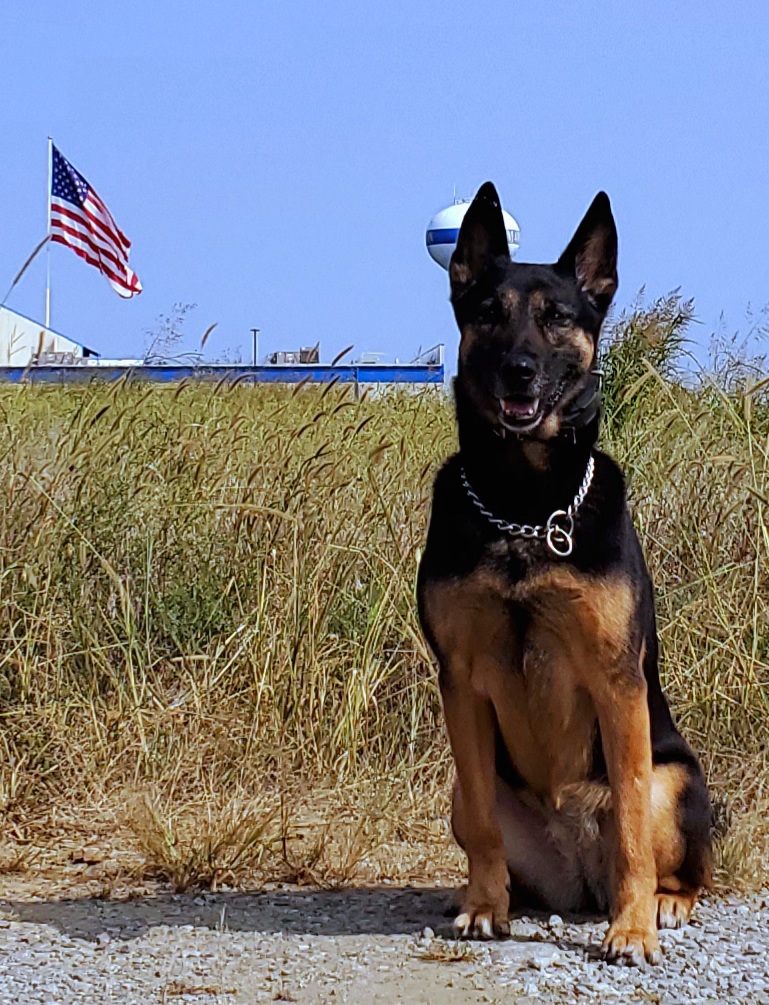 K9 Loeki (Source: Marion Police Department)
