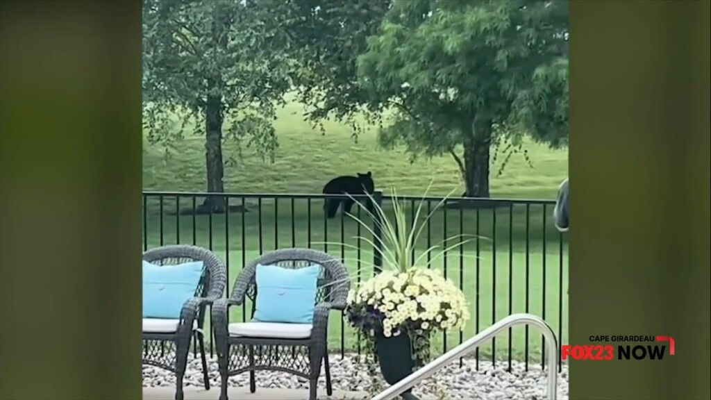 Black Bears On The Move