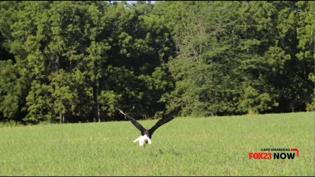 Bald Eagle Too Fat To Fly