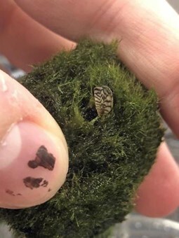 Missourians who purchased moss balls within the last year are urged to inspect them for a potential zebra mussel infestation. Moss balls containing the invasive species were discovered in Washington state and could have been distributed to buyers in Missouri. (Source: U.S. Department of Agriculture)