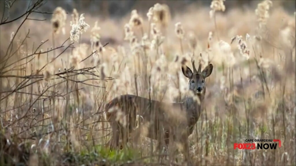 Managed Deer Hunts Move Forward In Cape Girardeau City Council