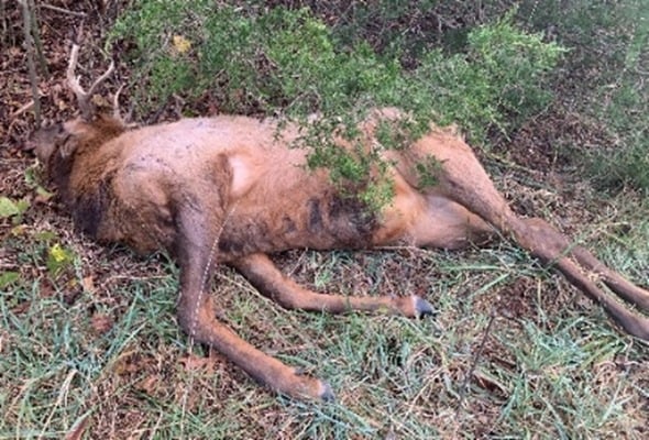 It started in November 2023 with a report to MDC of this mature bull elk found shot dead and left to rot near Klepzig Mill in Shannon County. It ended with three men being charged for multiple violations of the Wildlife Code of Missouri. (Source Missouri Department of Conservation)