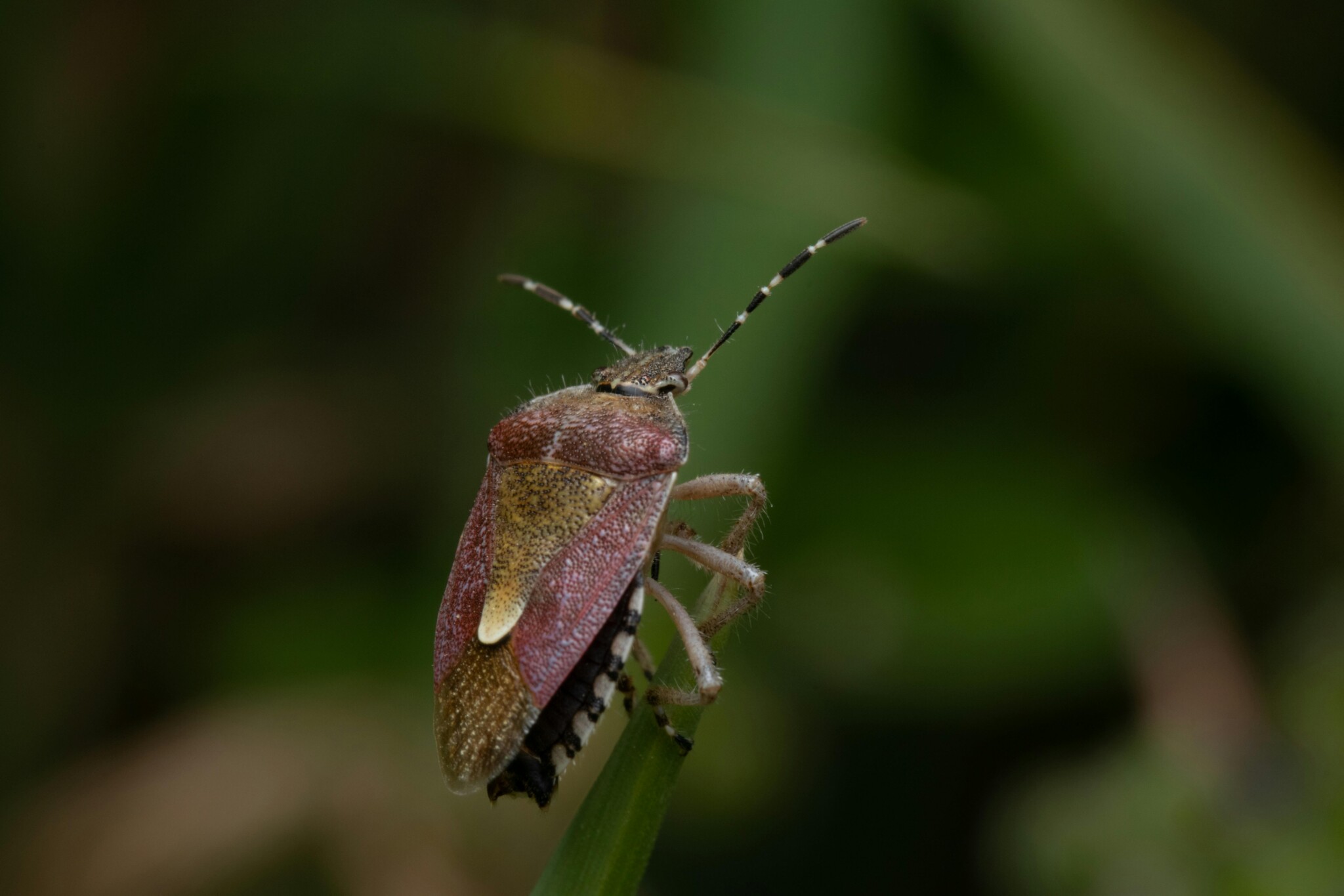 The Illinois Department of Agriculture shares how to keep stink bugs