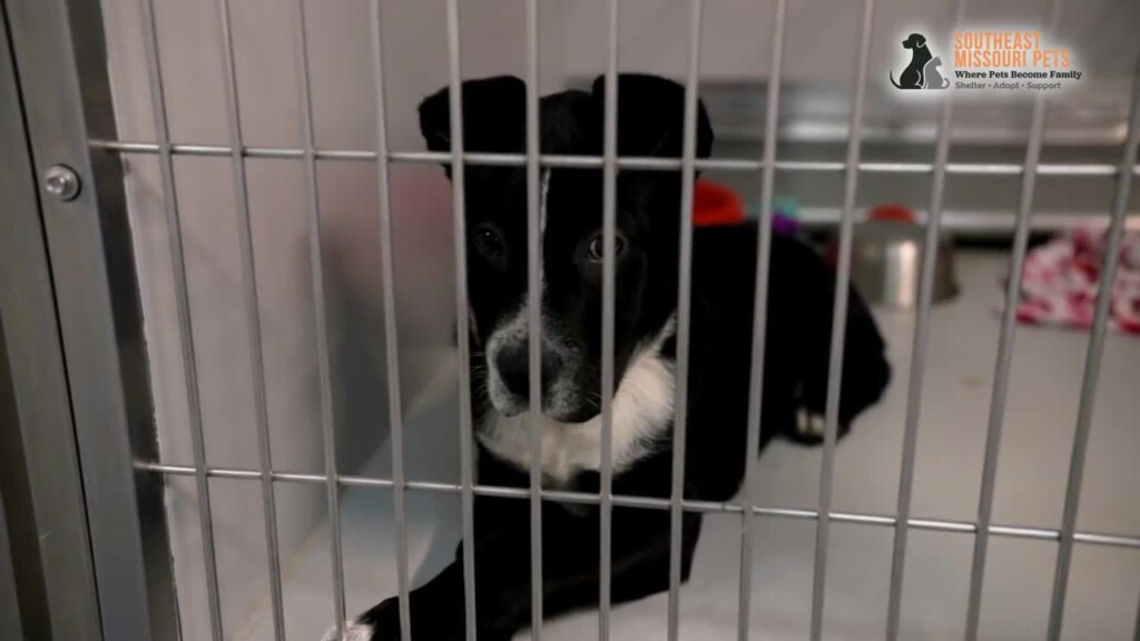 Southeast Missouri Pets