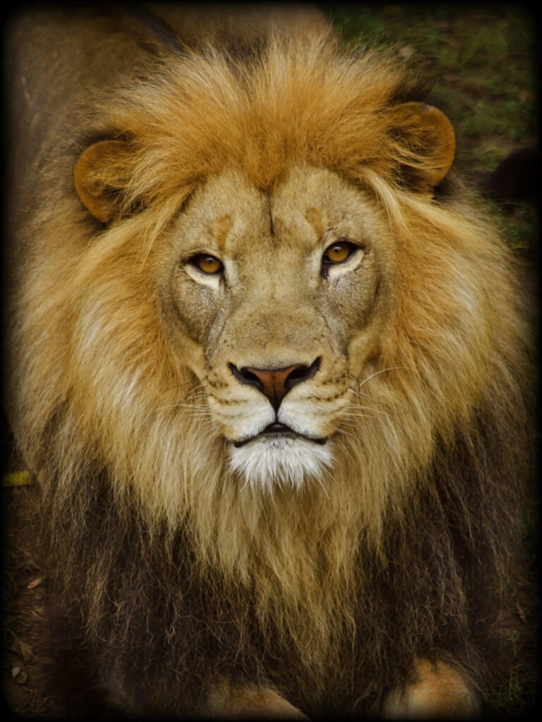 (Source: Saint Louis Zoo/ Facebook)
