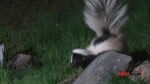 Skunk In Fredericktown City Hall