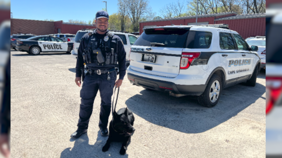 Cape Police Dog, Branton Beard