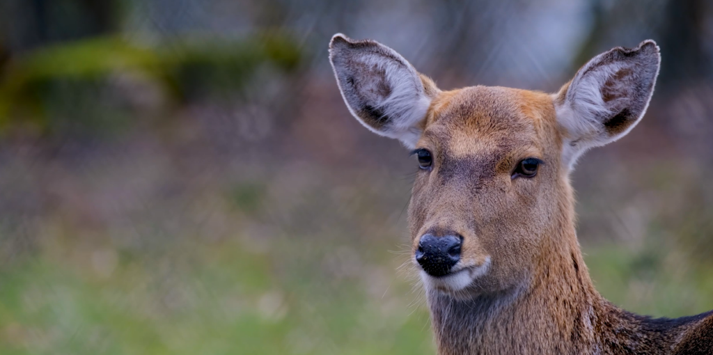 Deer: Pexels