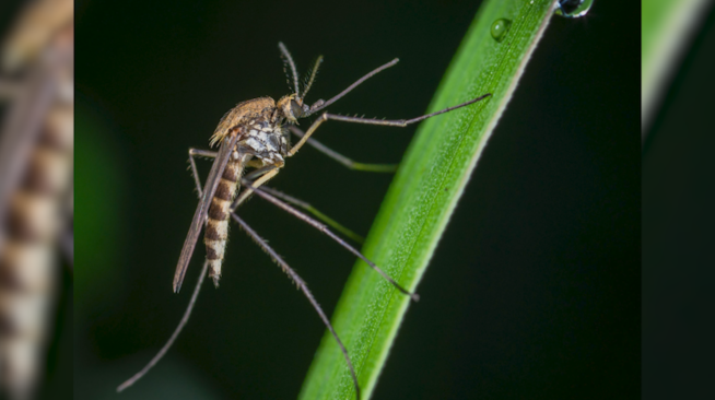 West Nile Virus