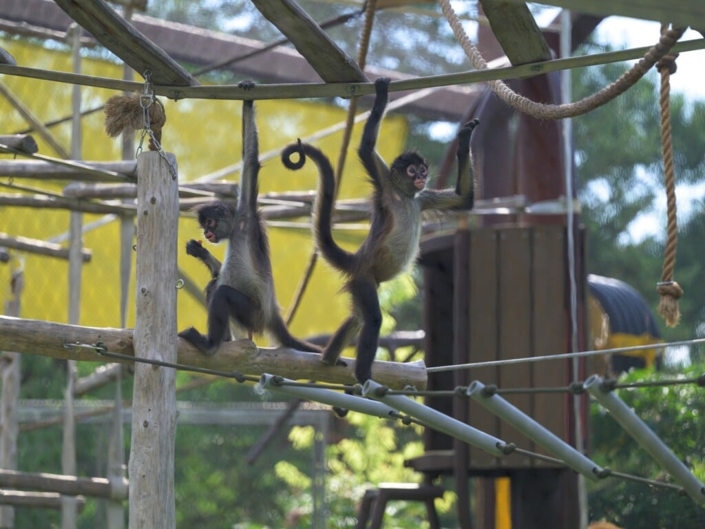 Source Saint Louis Zoo Facebook 4