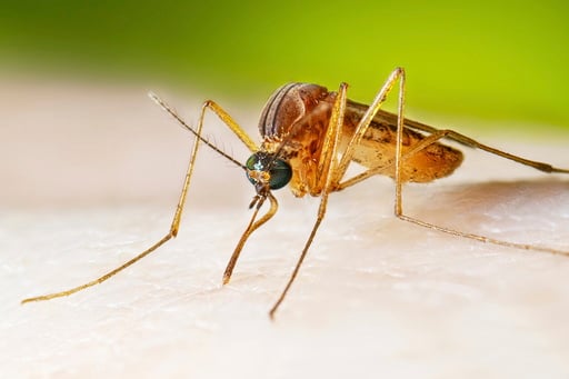 West Nile Virus Cases Running Higher Than Normal, Prompting Health Warnings