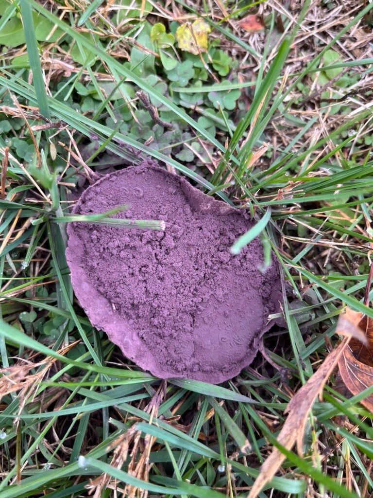 590337730 1248381090661778 5938159727504174913 N