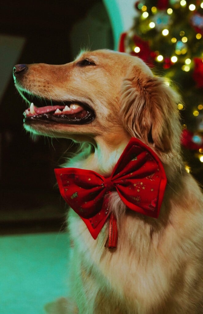 Pexels Wilfredo Salazar 129162 34720317