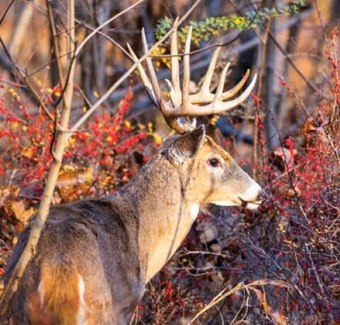 612175408 1279258177574069 4117205580635276721 N