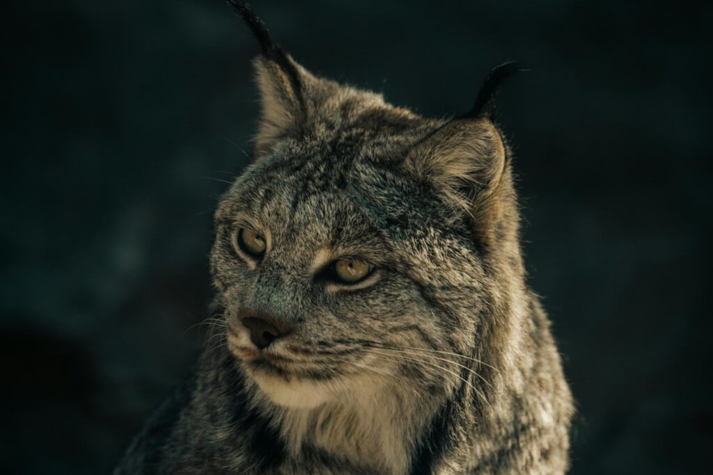 Pexels Casey Ulesich 1576573151 31086300